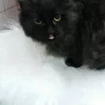 Черный мистический котенок в хорошие руки
