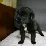 Щенок-девочка 1 месяц ищет дом