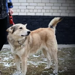 Западно-сибирская лайка в ДАР