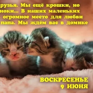 Котята ищут дома ....................