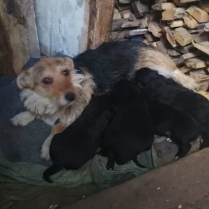 Мама и щенки ищут дом и любящих хозяев...