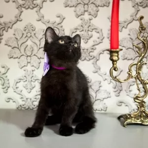 Черный котик ищет дом и любящих хозяев 