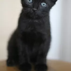 Черный котик ищет дом и любящих хозяев             .