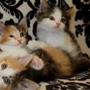 3 котенка ищут дом и любящих хозяев 