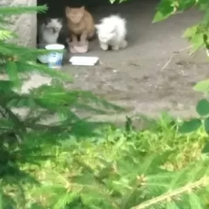 3 котенка ищут дом и любящих хозяев !!!!!!