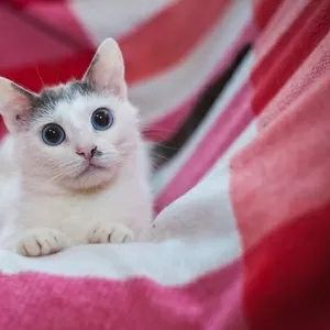 Кот с голубыми глазами ищет дом и любящих хозяев 