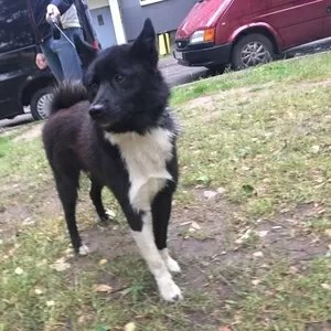 Внимание найдена собака р-он Клецкого