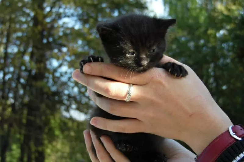 СРОЧНО КОТЯТА ИЩУТ ПЕРЕДЕРЖКУ ИЛИ СРАЗУ ДОМ 4