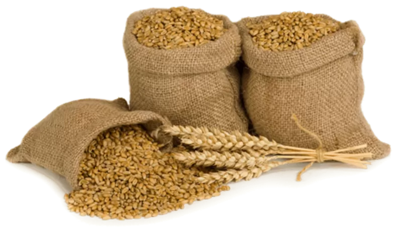 Зерно в мешках с доставкой в деревню от производителя