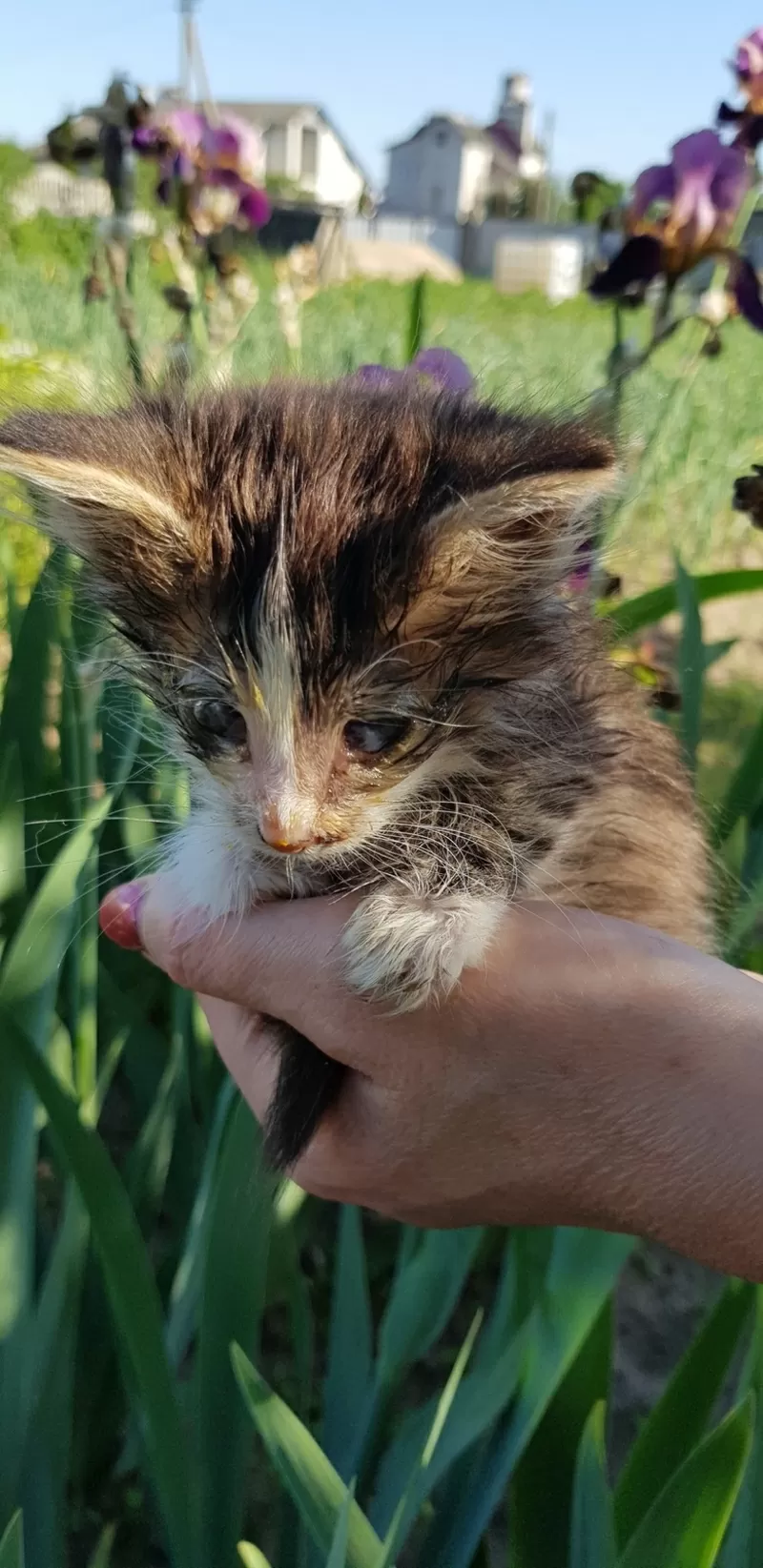 Срочно котенок ищет дом или передержку. Котик на усыпление  2