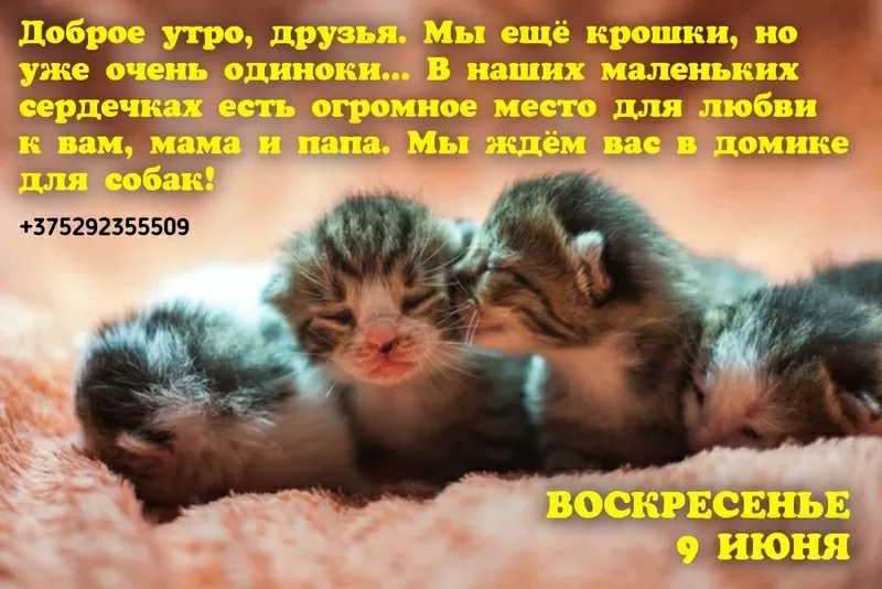 Котята ищут дома ....................