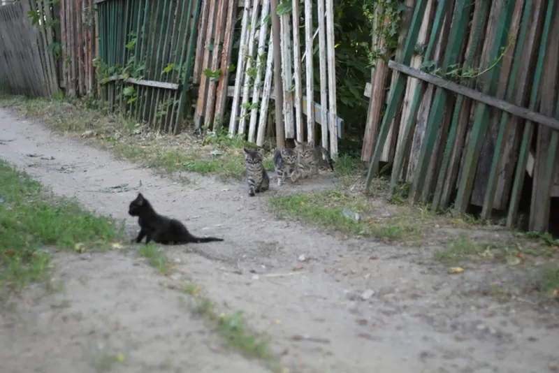 Котята  ищут дома и любящих маму и папу.          ... 5