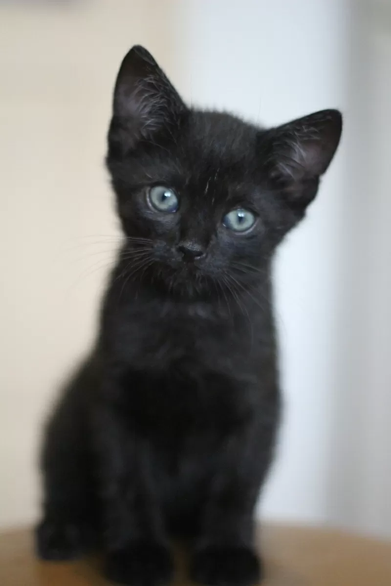 Черный котик ищет дом и любящих хозяев             .