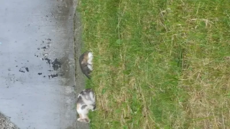 Кошка и 2 котенка ищут дом и любящих хозяев 