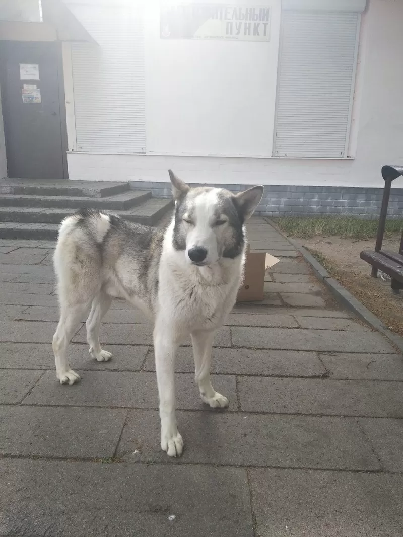 Внимание найдена собака Василишки