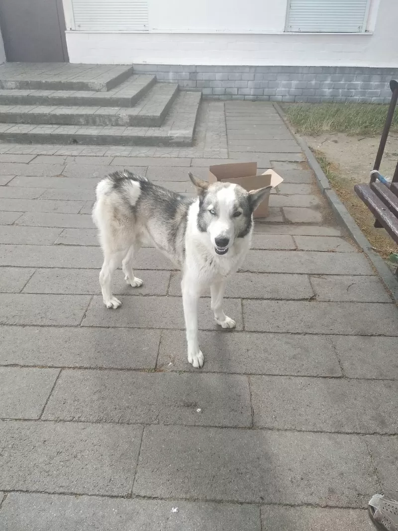 Внимание найдена собака Василишки 2