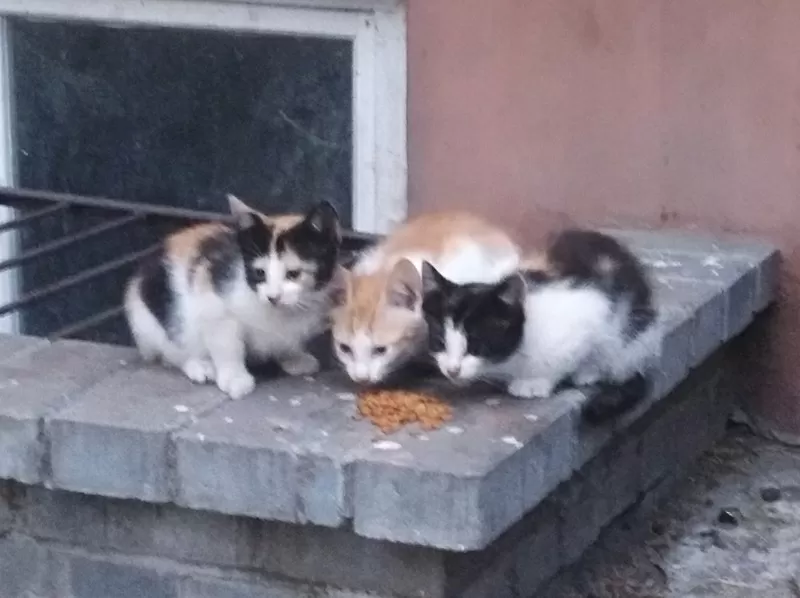 3 котяток ищут дом и любящих хозяев 