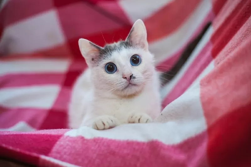 Кот с голубыми глазами ищет дом и любящих хозяев 