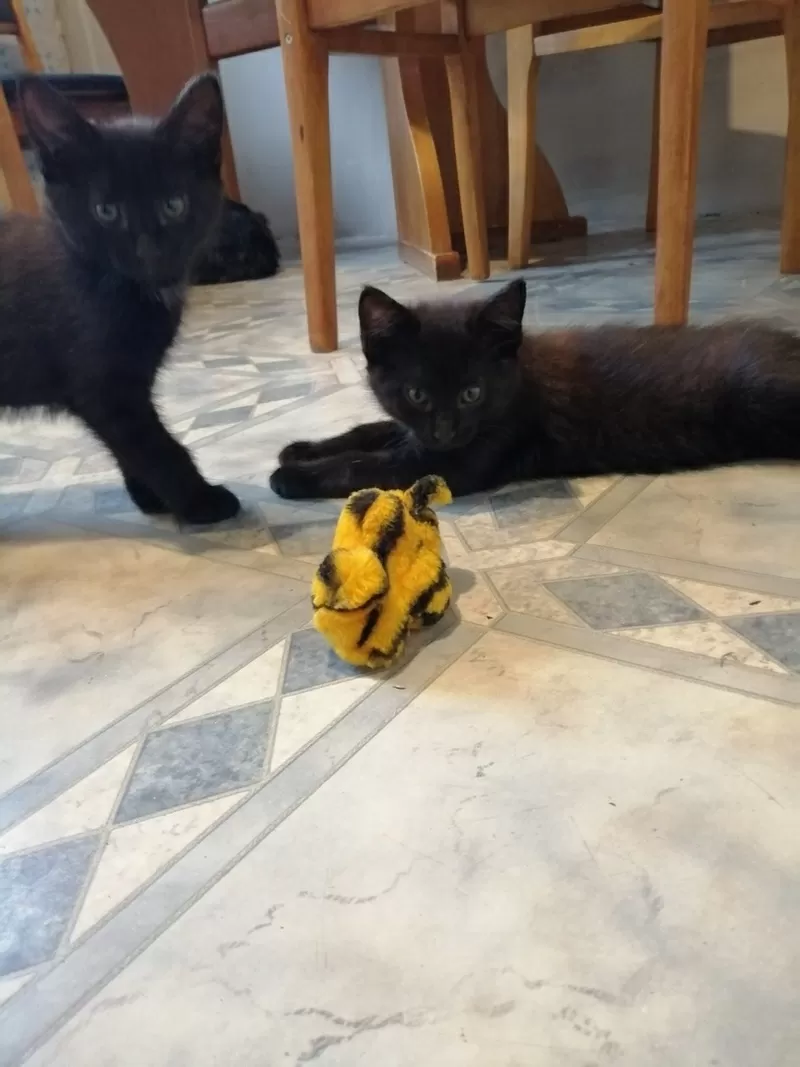 2 черных котенка ищут дом и любящих хозяев 
