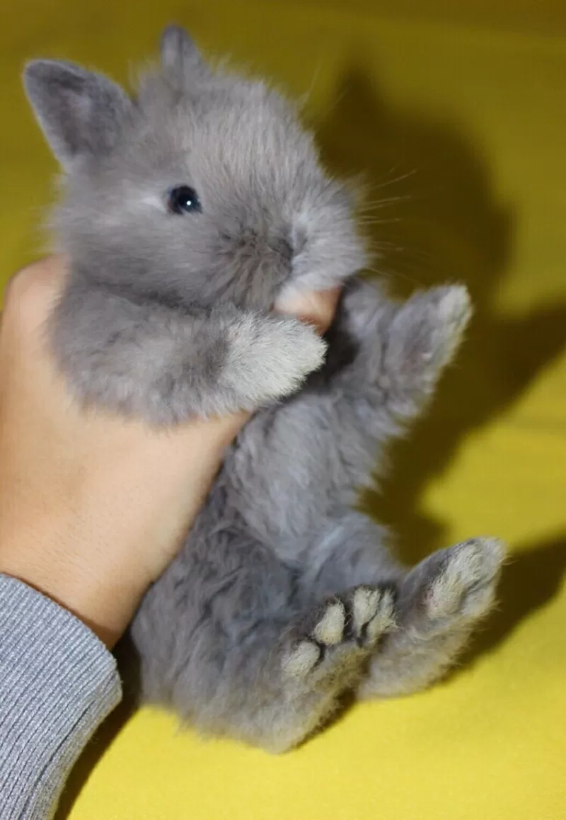 крольчатки малышки- Гродно (самые маленькие кролики)