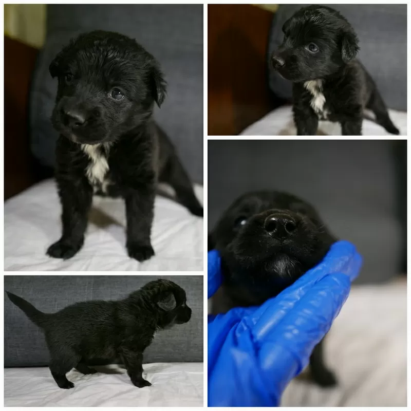 Щенок-девочка 1 месяц ищет дом 4