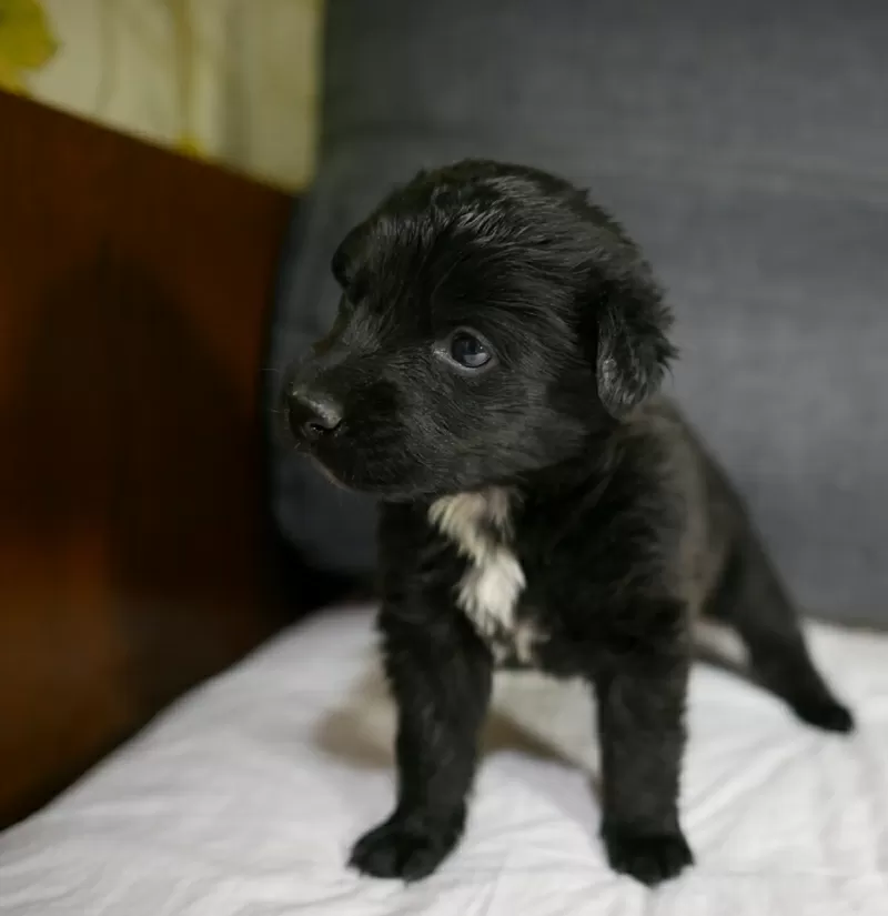 Щенок-девочка 1 месяц ищет дом