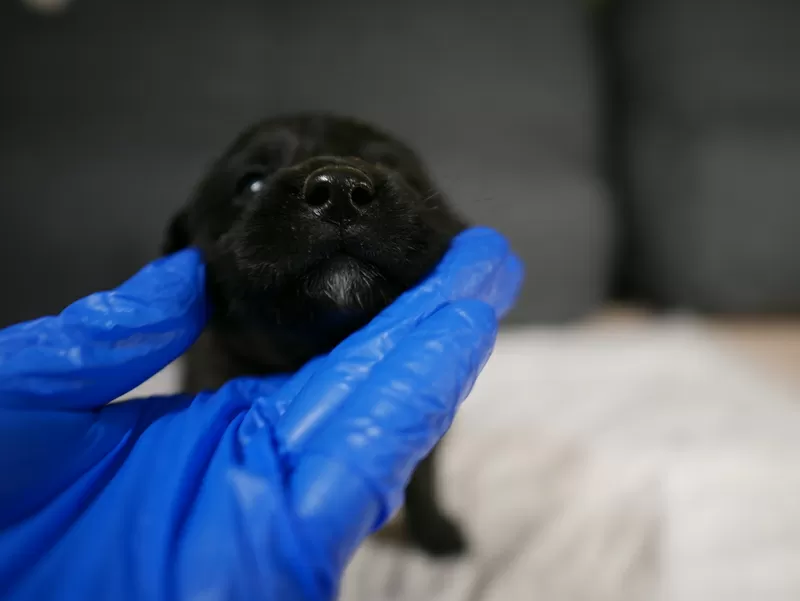 Щенок-девочка 1 месяц ищет дом 2